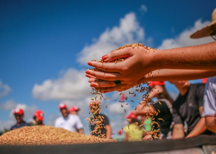 MST celebra resiliência e sucesso da agroecologia na Festa da Colheita do Arroz no RS MST celebra resiliência e sucesso da agroecologia na Festa da Colheita do Arroz no RS
