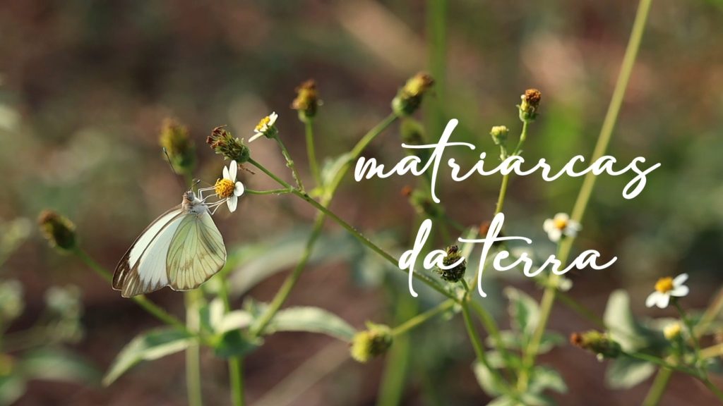 Matriarcas da Terra: agroecologia e luta feminista no MST