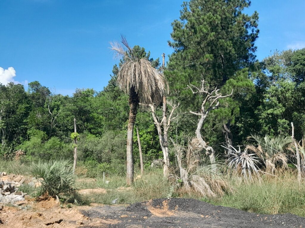 Estudo aponta série de irregularidades ambientais em empreendimento no Jardim Sabará