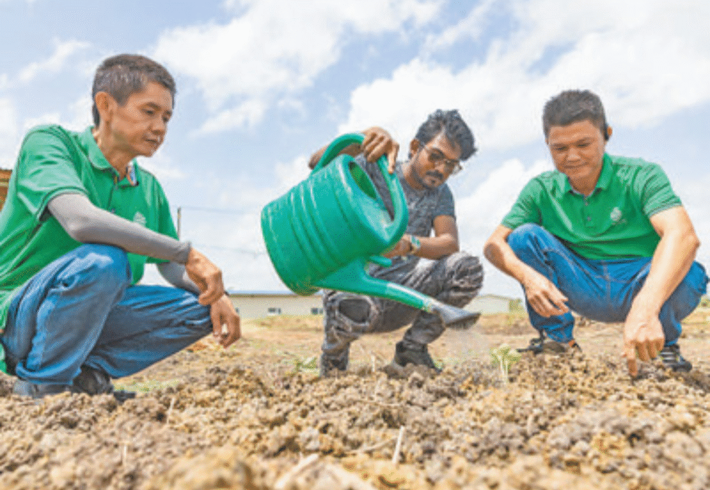 Tecnologia agrícola da China transforma produção no Suriname