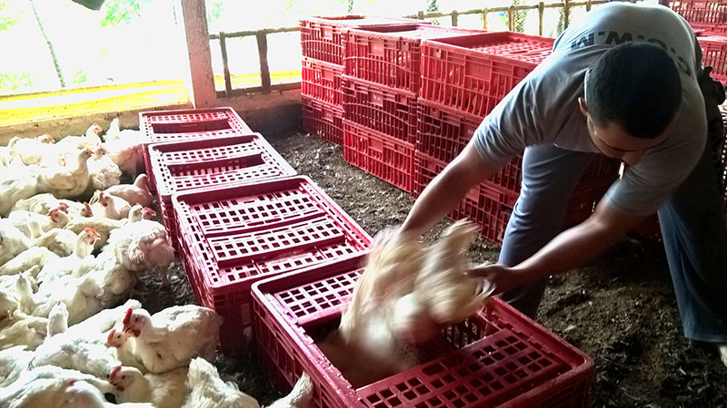 JBS é autuada por trabalho escravo na produção de frangos no RS