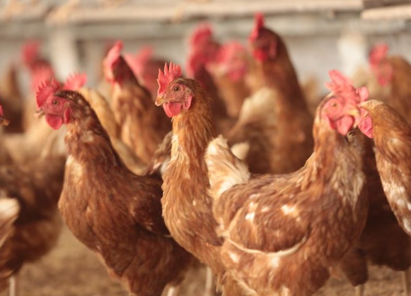 China, UE e Argentina suspendem compras de carne de frango do Brasil