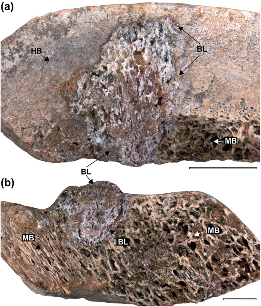 Doença óssea mortal dizimou dinossauros pescoçudos no atual interior de São Paulo