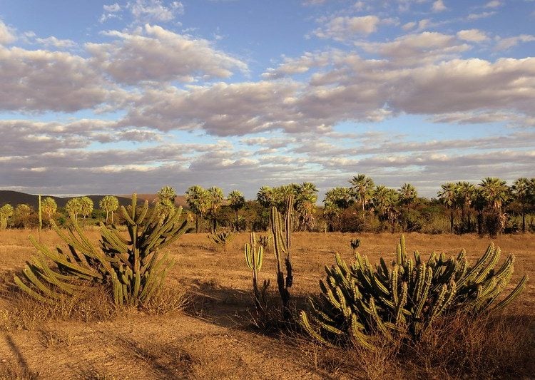 Caatinga é um dos biomas mais eficientes na captura de carbono, mas sofre com avanço da energia renovável