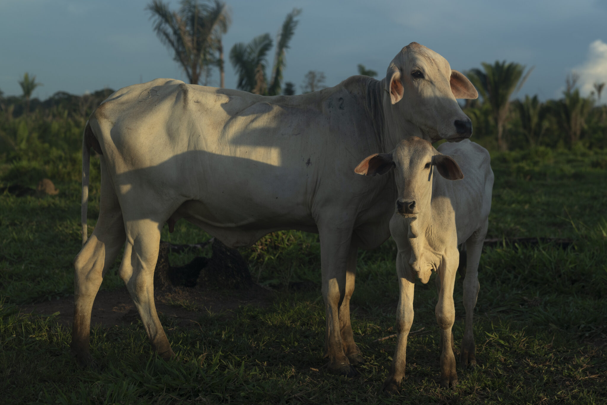 No lugar da floresta em pé, pasto e gado dominam paisagem em parte invadida do Parque Estadual de Guajará Mirim (Foto: Alessandro Falco/Repórter Brasil)