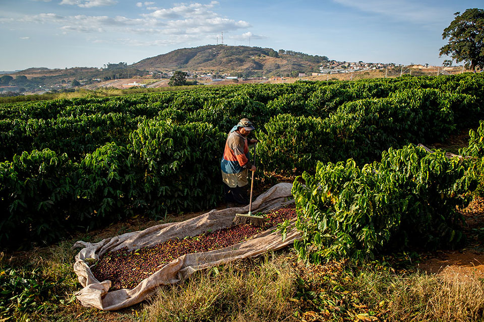 Maior cooperativa de café do país é ligada a novos casos de trabalho escravo