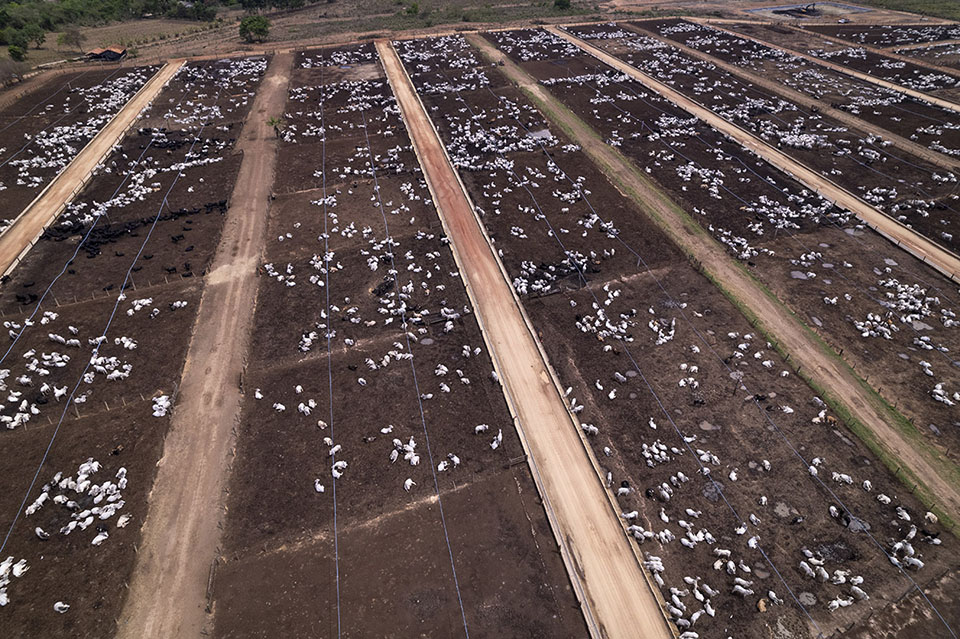 Imagem aérea de setembro de 2022 mostra confinamento de gado na região de Matupá, norte de Mato Grosso. Investigação mostra que fazendas regularizadas são usadas para escoar bois "ilegais" para JBS (Foto: Fernando Martinho/Repórter Brasil)