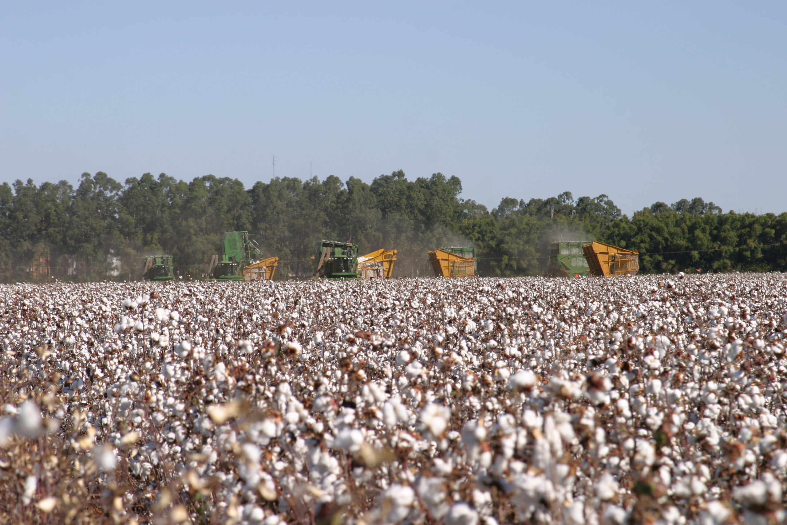  colheita do algodão, matéria-prima fundamental para a indústria da moda