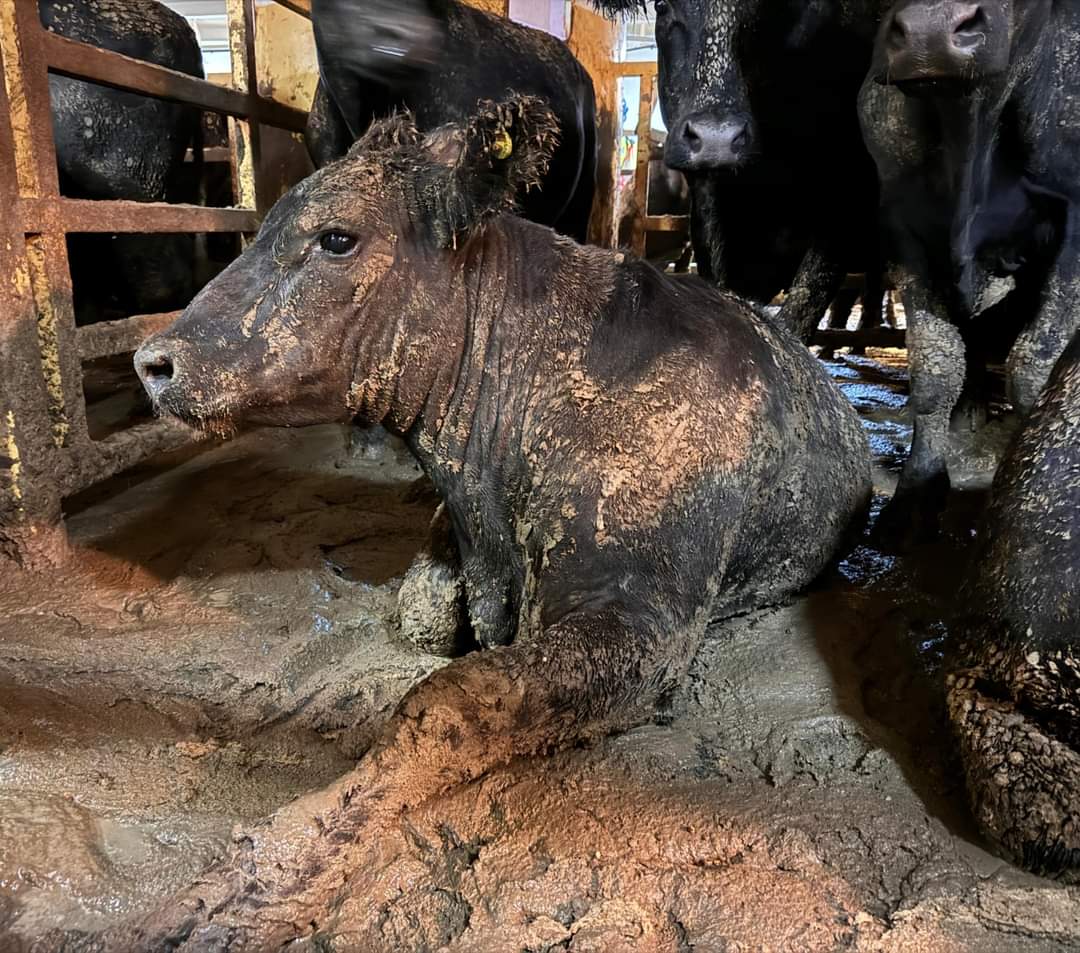 Navios de exportação de gado vivo passam semanas no mar em situação precária. (Foto: Conselho Nacional de Sociedades para a Prevenção da Crueldade contra Animais)