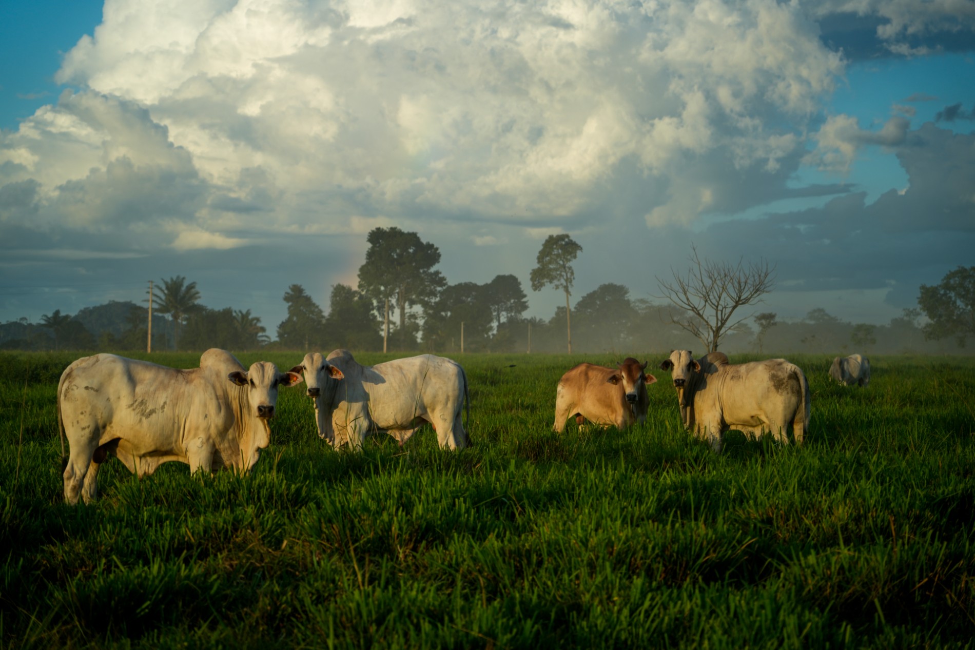 Especialistas sugerem que Lista Suja inclua informações de localização geográfica de propriedades flagradas com trabalho escravo (Foto: Fernando Martinho/Repórter Brasil)