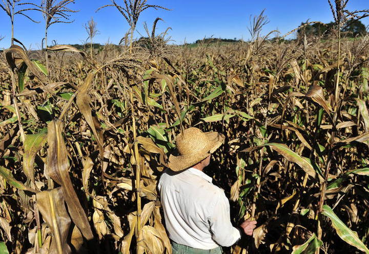 Por que monotonia alimentar pode exacerbar a fome global Por que monotonia alimentar pode exacerbar a fome global