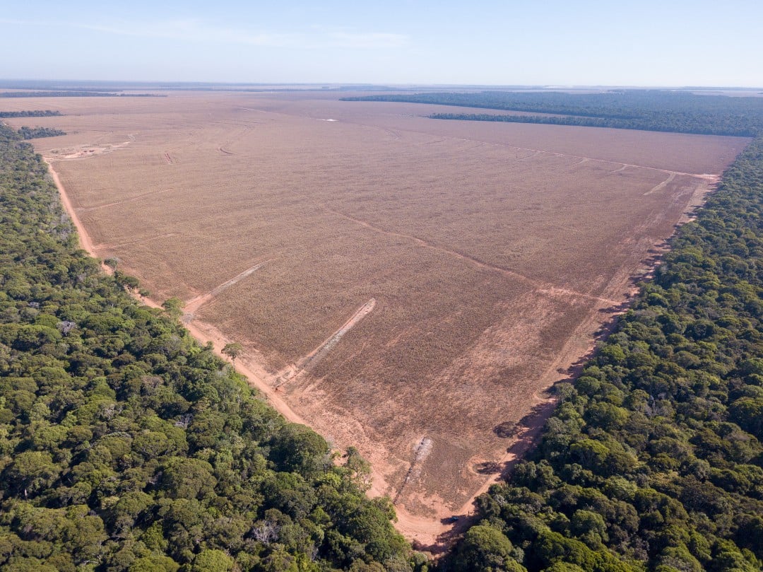 Área desmatada em Tapurah (MT), município localizado na Amazônia; crescimento do mercado de etanol de milho pode incentivar desmatamento de novas áreas em fronteiras agrícolas, apontam especialistas. (Foto: Fernando Martinho/Repórter Brasil)
