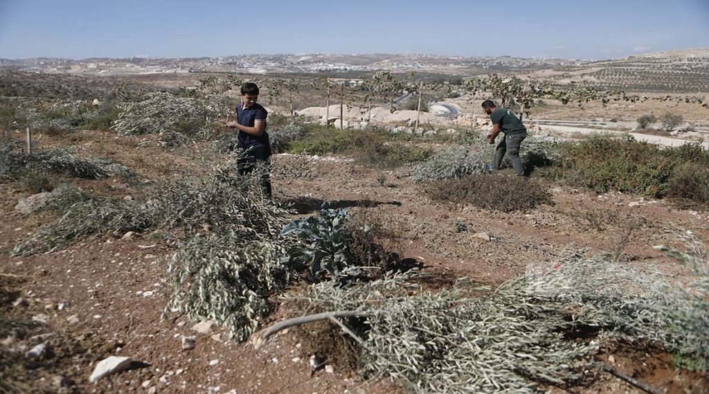 Colonos israelenses vandalizam oliveiras e atacam colheita palestina