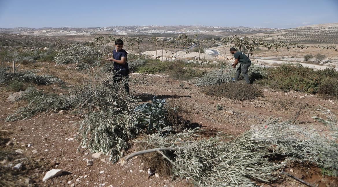 Moradores inspecionam oliveiras danificadas por colonos na vila de Al-Maniyeh, perto de Belém