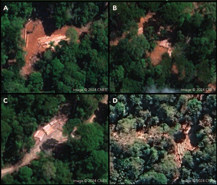 Hyatt e Marrion: estudo liga hotéis à extração ilegal de madeira na Amazônia