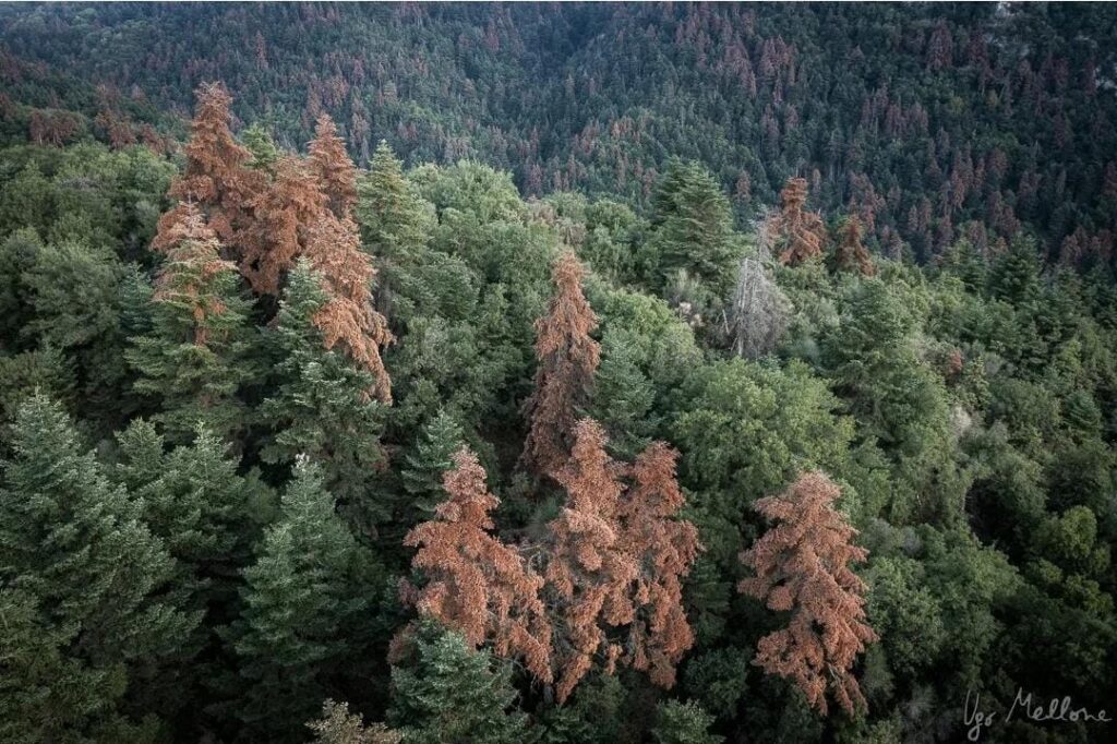 Crise climática causa estranho fenômeno de ‘árvores alaranjadas’ em montanhas da Grécia