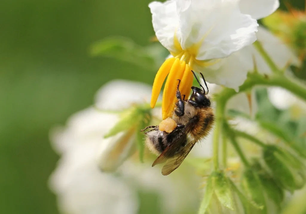 Alternativa aos agrotóxicos, ‘pesticidas naturais’ são ligados à morte precoce de abelhas em estudo Alternativa aos agrotóxicos, ‘pesticidas naturais’ são ligados à morte precoce de abelhas em estudo