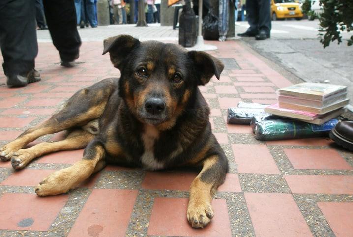 Cães comunitários: direito à cidade em quatro patas Cães comunitários: direito à cidade em quatro patas