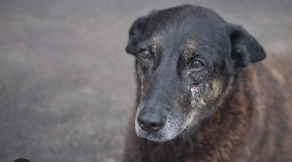 Não é só Orelha – e não é “só um cão”