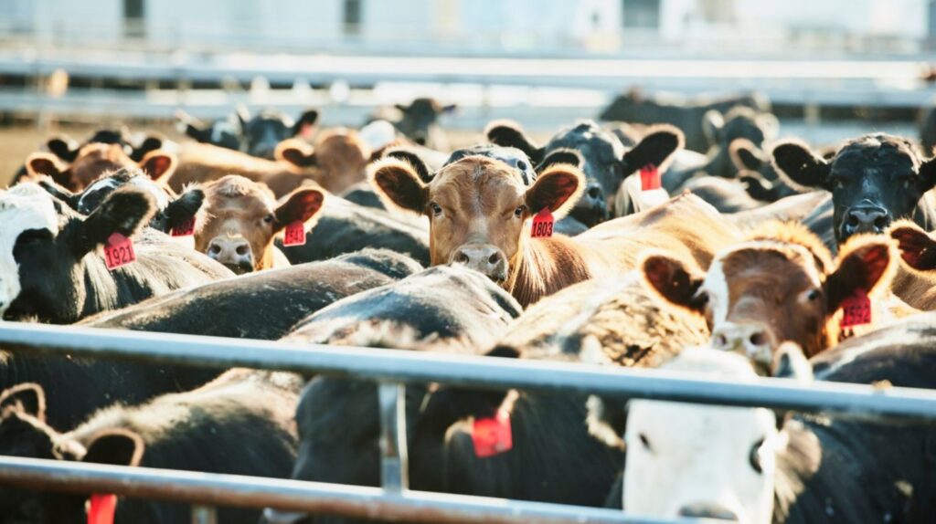 Superar monotonia alimentar não é volta ao passado Superar monotonia alimentar não é volta ao passado