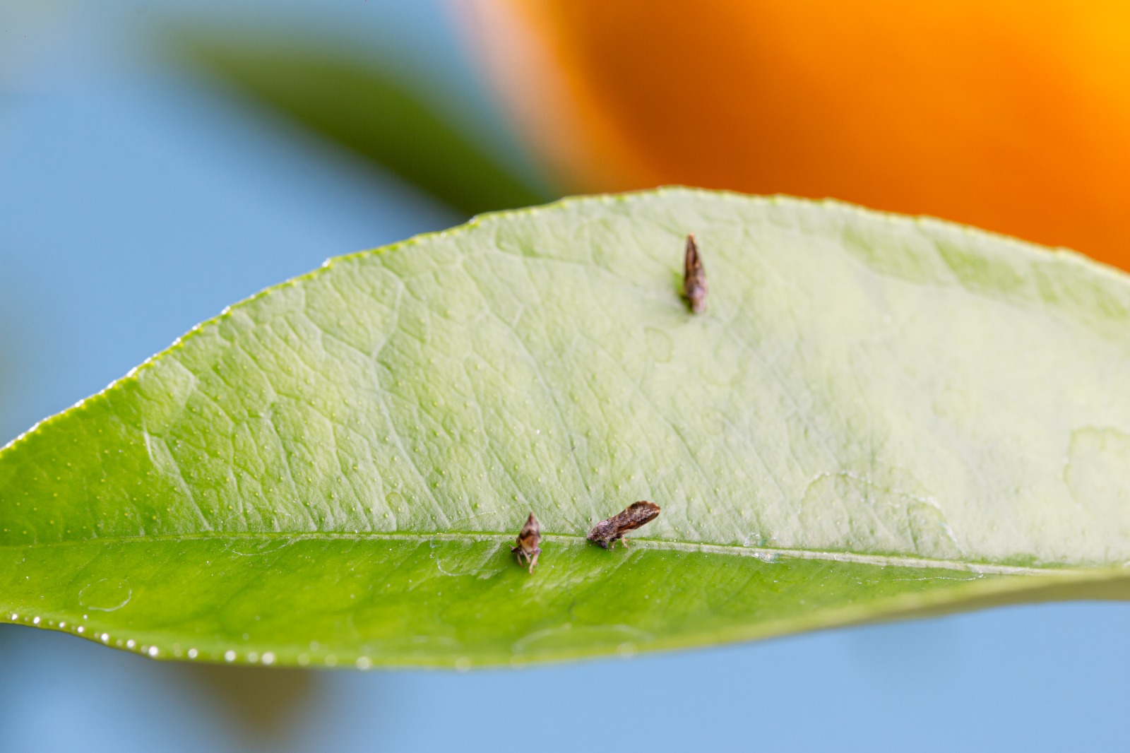 A transmissão do "greening do citros" ocorre por meio de um pequeno inseto conhecido como psilídio (Foto: Divulgação/Fundecitrus)