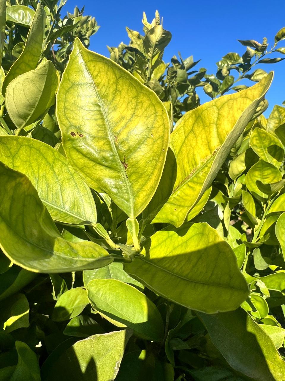 Especialistas veem com preocupação o uso da OTC em plantas porque algumas bactérias têm desenvolvido resistência ao grupo de substâncias ao qual pertence a oxitetraciclina (Foto: Divulgação/Fundecitrus)