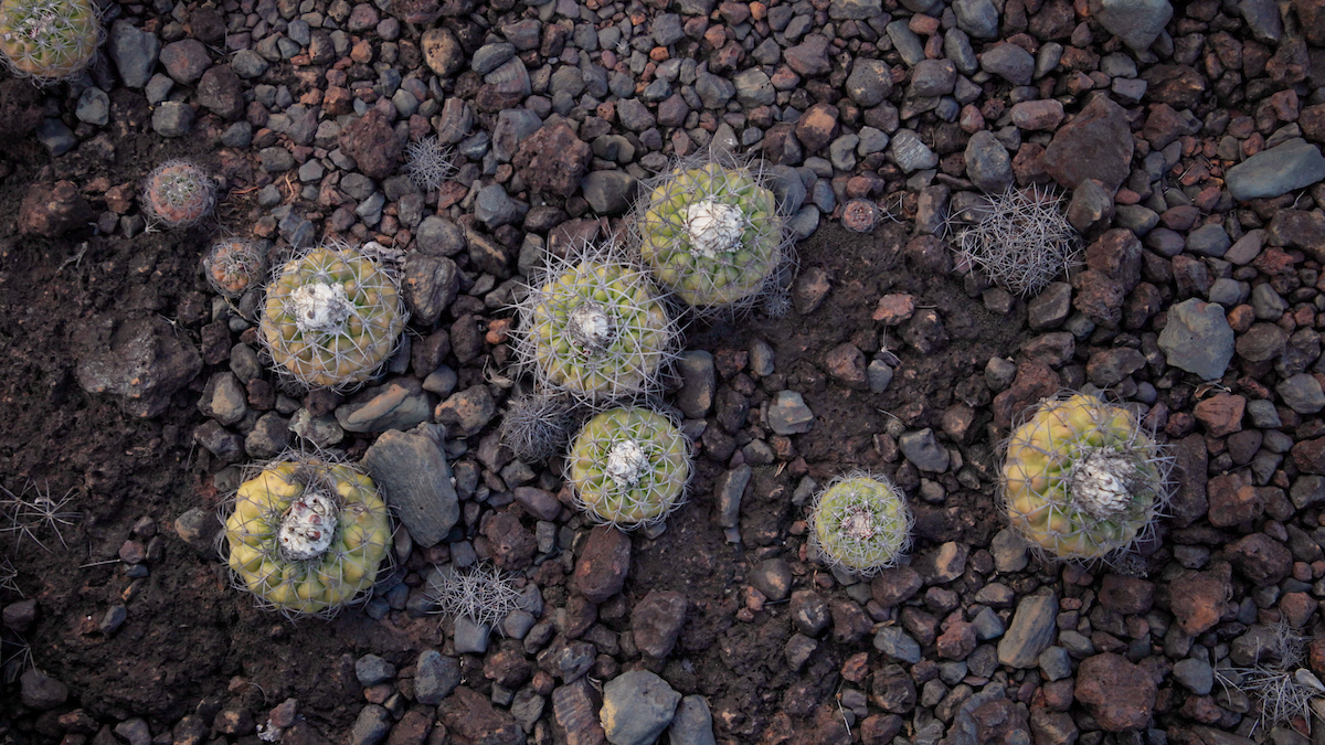 Vegetação do Cerrado típica do Norte de Minas Gerais brota em meio a