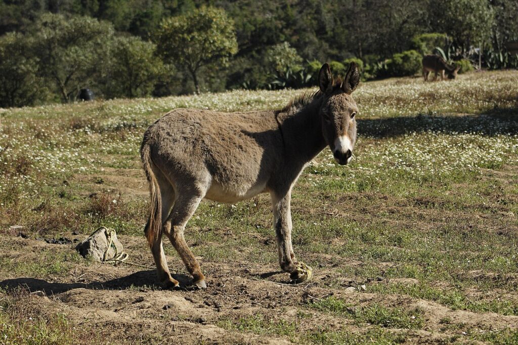 Consumo de carne de burro vira polêmica na Argentina e expõe crise sob Milei