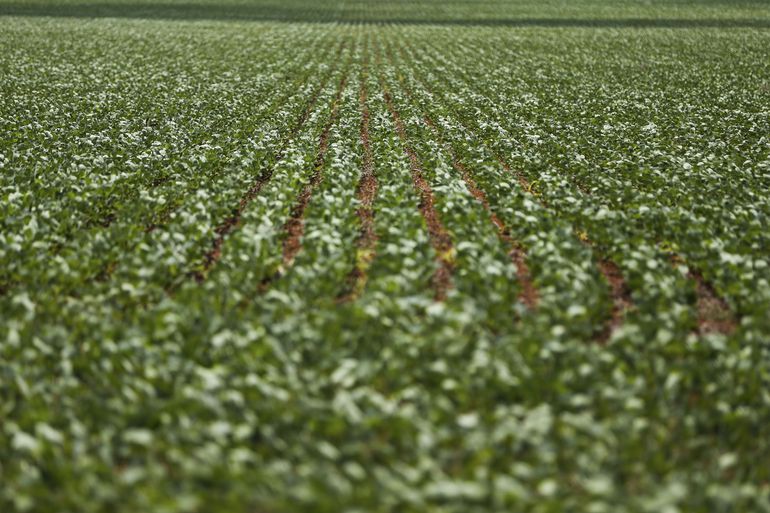 Bayer escolhe Brasil para estrear complemento a agrotóxico mais polêmico do mundo