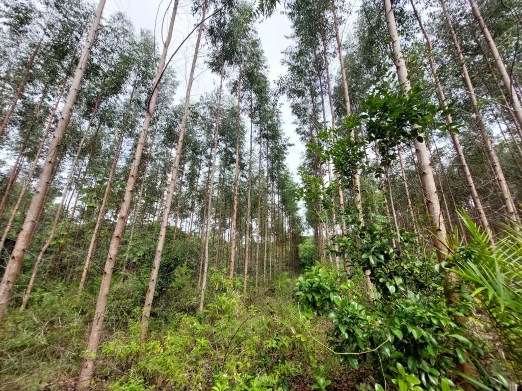Quilombolas acusam governo da Bahia de tentar expulsar famílias de território tradicional