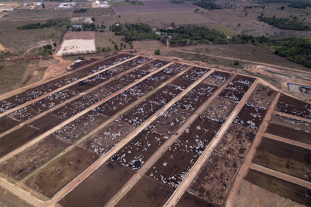 Confinamento de bois avança sem regras claras e riscos ao bem-estar animal Confinamento de bois avança sem regras claras e riscos ao bem-estar animal