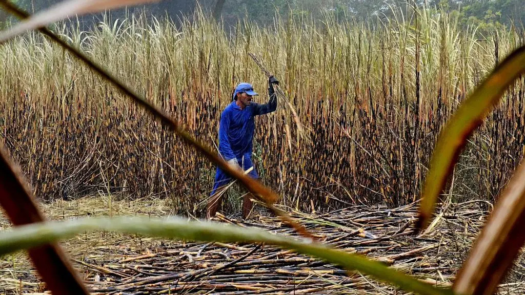Os labirintos laborais das plantações paulistas Os labirintos laborais das plantações paulistas