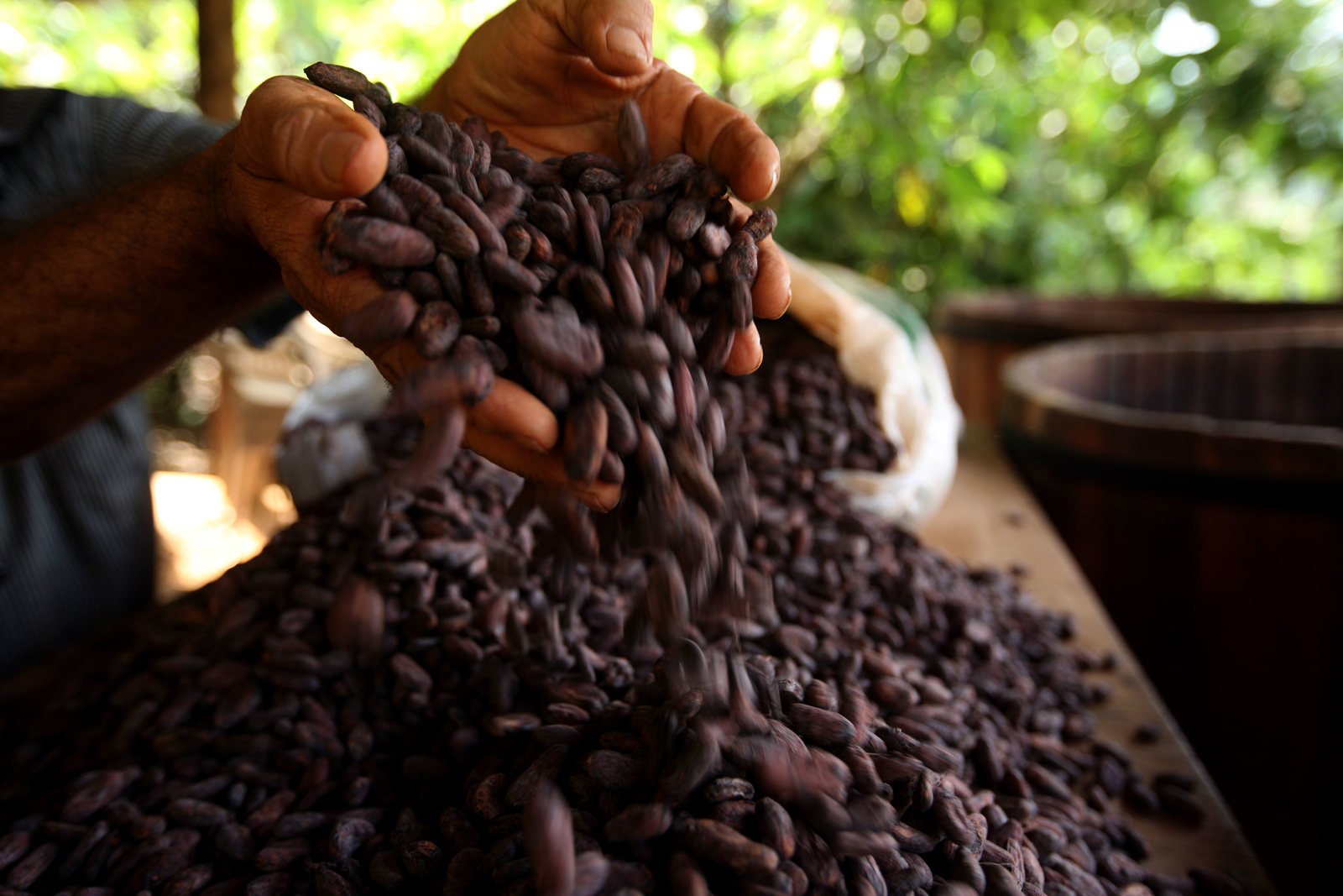O relatório da AidEnvironment identificou que, entre 2008 e 2025, ao menos 18 fazendas brasileiras produtoras de cacau foram flagradas pelas autoridades utilizando mão de obra em condições análogas à escravidão (Foto: Sidney Oliveira/Agência Pará)
