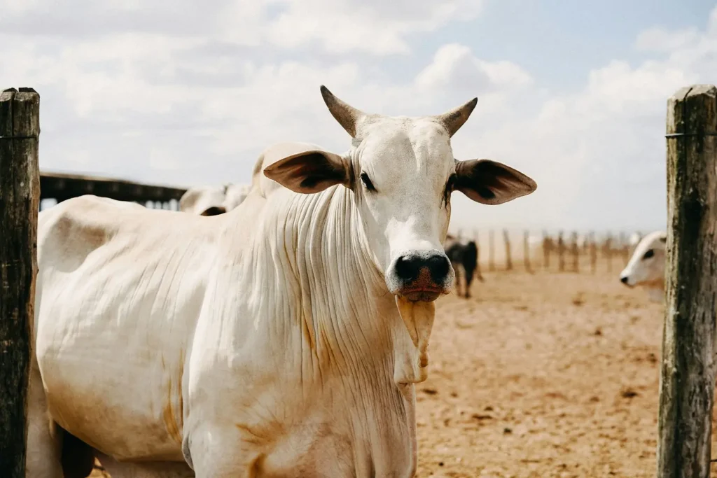 União Europeia oficializa veto à carne brasileira a partir de setembro