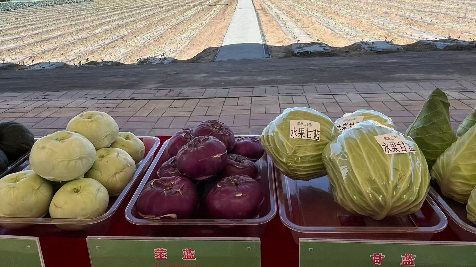 Exclusivo: Como a tecnologia transformou "solo infértil" na horta da China 6 vila-yaomo-cidade-de-guyuan-ningxia-foto-talita-galli-tvt-news