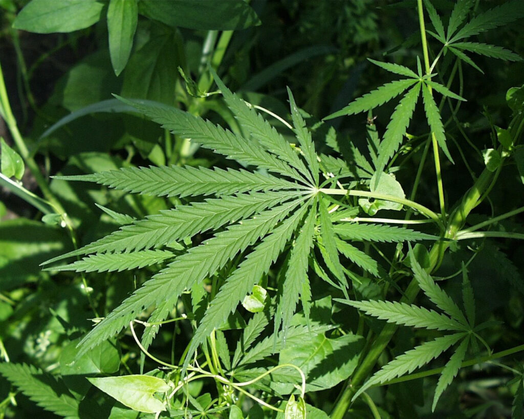 Tribunal do Quênia rejeita pedido de rastafáris para uso religioso da cannabis Tribunal do Quênia rejeita pedido de rastafáris para uso religioso da cannabis