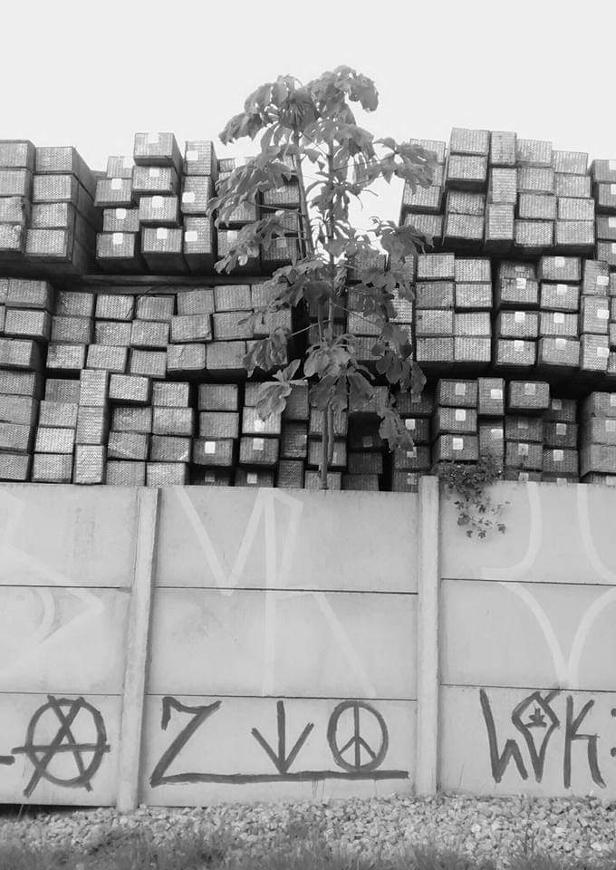 As raízes muradas e as raízes de nosso sofrimento As raízes muradas e as raízes de nosso sofrimento