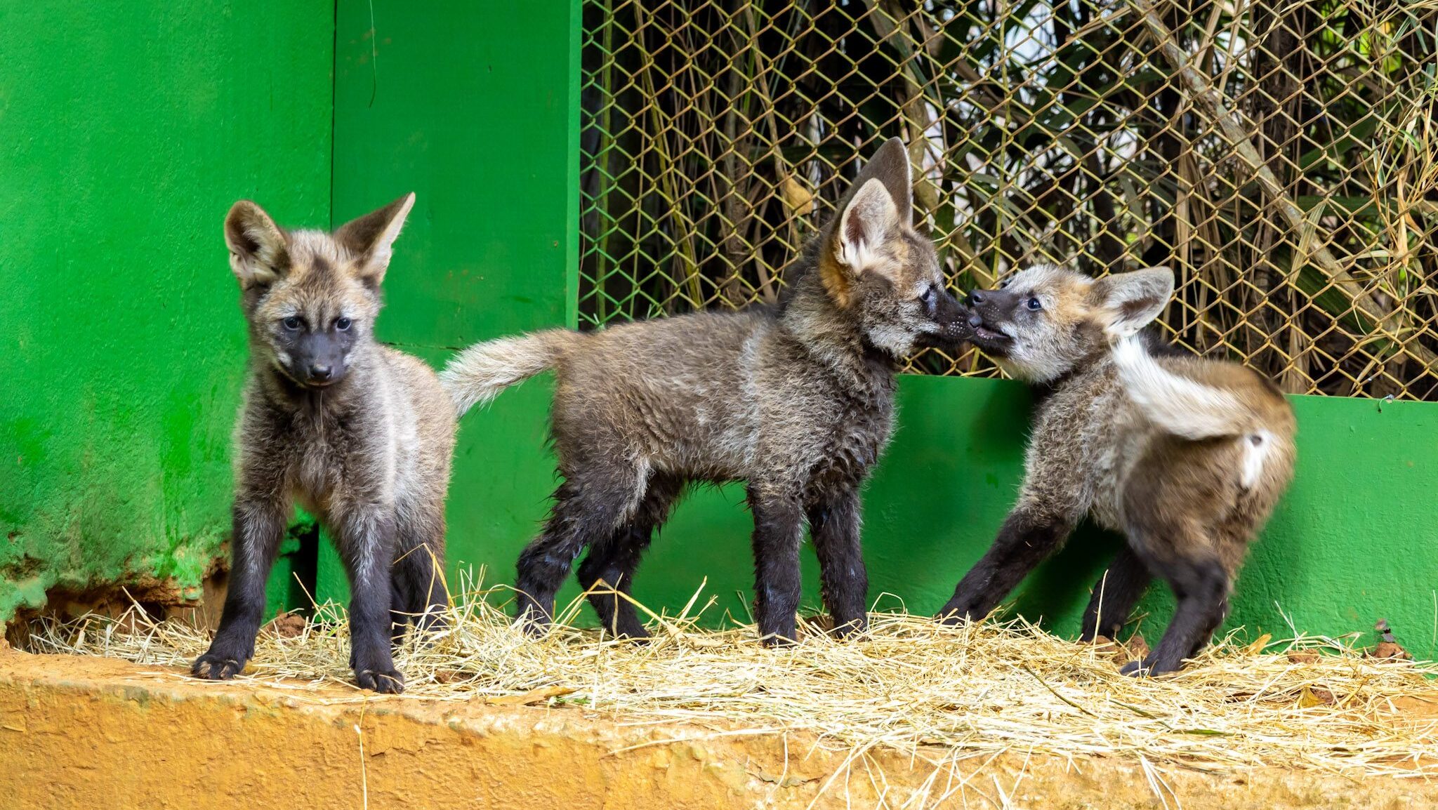 Filhotes de lobo-guará do Zoo de São Paulo recebem os nomes Açaí, Guaraná e Cupuaçu 2 zoologico-de-sao-paulo-jardim-botanico-e-simba-safari-tem-promocao-de-dia-dos-pais-foto-leandro-ferreira-divulgacao-zoo-de-sao-paulo