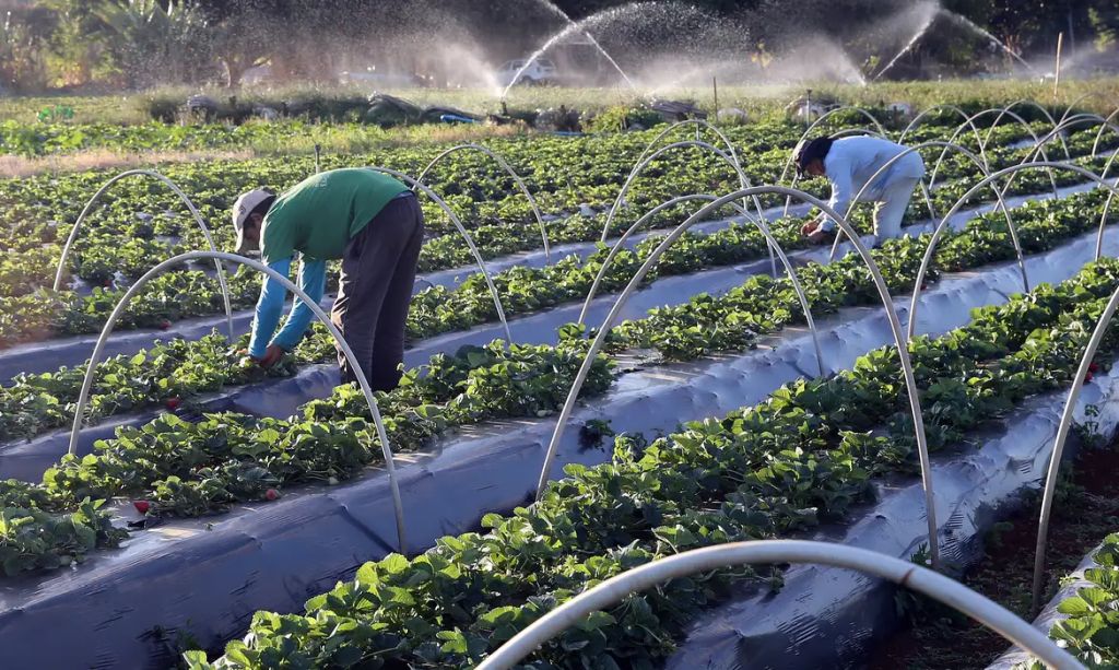 Brasil amplia exportações, supera EUA e projeta liderança em lista de potências agrícolas Brasil amplia exportações, supera EUA e projeta liderança em lista de potências agrícolas